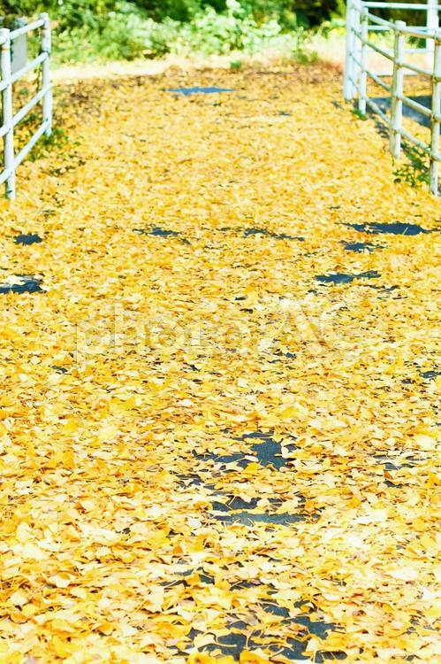 イチョウの絨毯 イチョウ,イチョウの葉,絨毯の写真素材