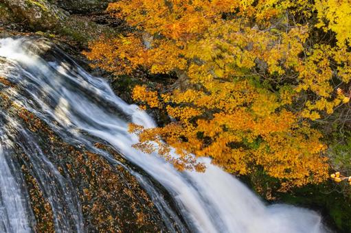 秋の関山大滝⒃ 秋,紅葉,滝の写真素材