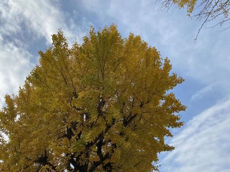 いちょう いちょう いちょう,紅葉,青空の写真素材