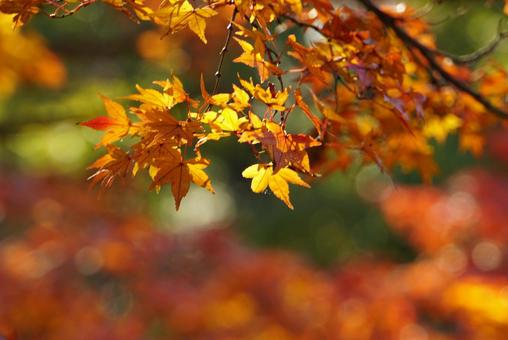 秋の紅葉 秋の紅葉の写真