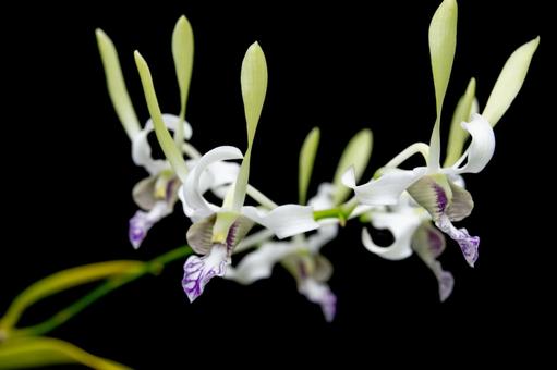 白と紫の蘭の花の写真