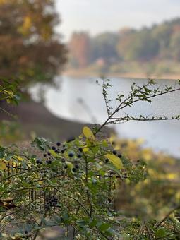 自然 自然の写真