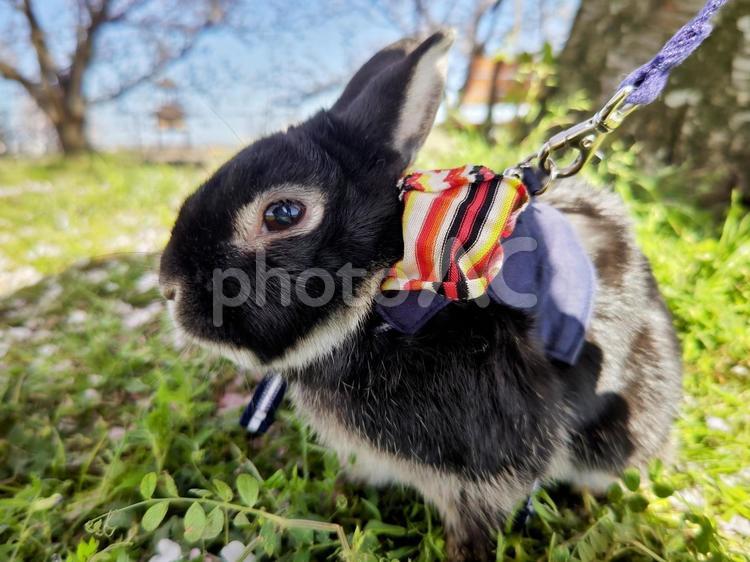 うさんぽ中のうさぎ うさぎ,ウサギ,草食動物の写真素材