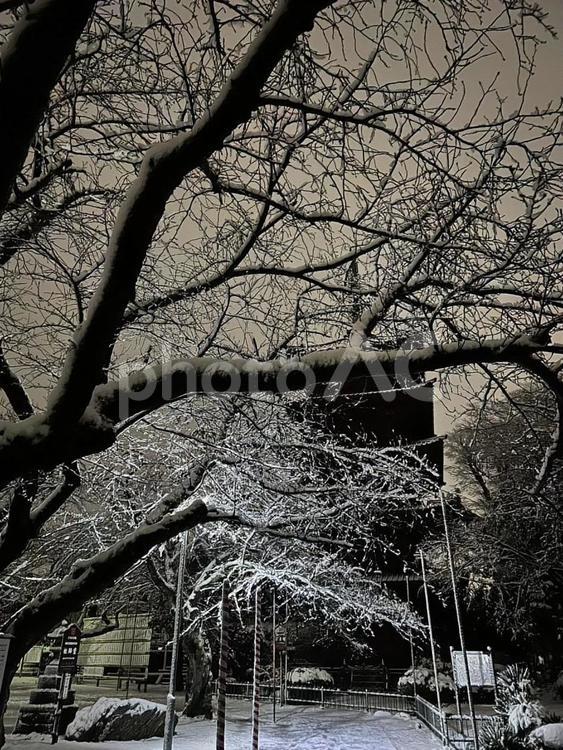 雪景色法華経寺五重塔 木,自然,風景の写真素材