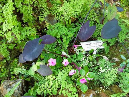 Photo, colocasia black magic, taro, ichikawa city zoo and botanical garden, 