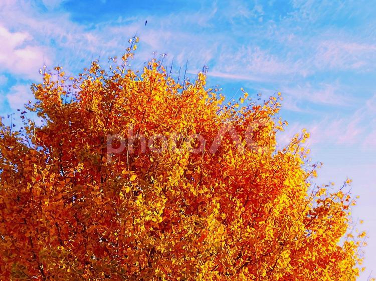 夕日を浴びる美しい銀杏の木　秋の夕焼け空 秋,鮮やか,紅葉の写真素材
