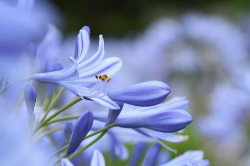 アガパンサスの写真