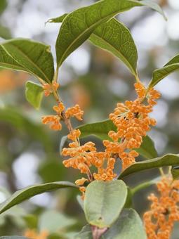 金木犀 金木犀,キンモクセイ,秋の写真素材