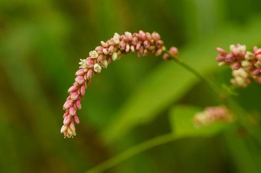 秋の花イヌタデの写真
