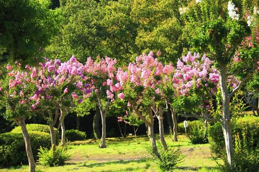 盛夏のサルスベリの花 盛夏のサルスベリの花 百日紅,サルスベリ,花の写真素材