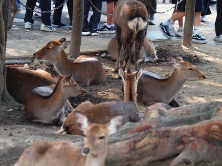 修学旅行生の歩くそばで寝そべる鹿たち 哺乳類,草食動物,奈良県奈良市の写真素材
