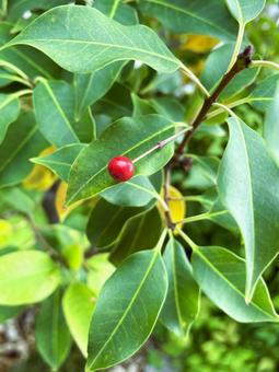 赤い実をつけたソヨゴの木１１ 赤い,実,実が成るの写真素材