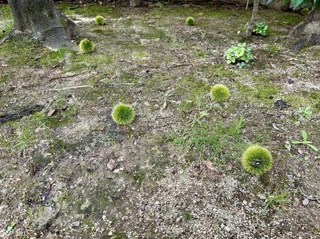 落下してしまった未熟な栗の実 落下してしまった未熟な栗の実の写真