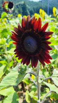 夏を抱きしめる花畑 夏を抱きしめる花畑の写真