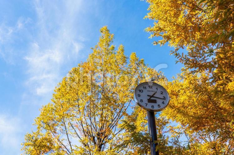 紅葉したイチョウ並木と時計 秋,紅葉,風景の写真素材
