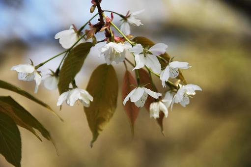 Wild cherry (Yamazakura), JPG