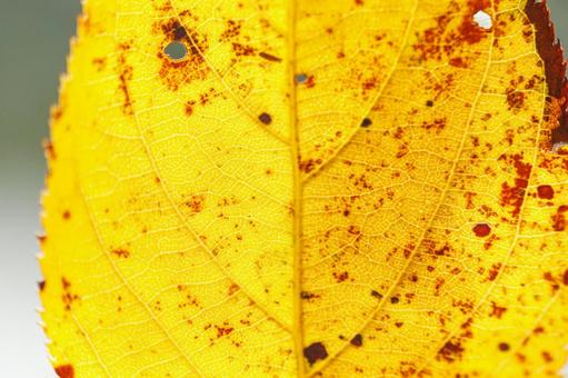 光を通して見える黄色く色づいた葉の葉脈の写真