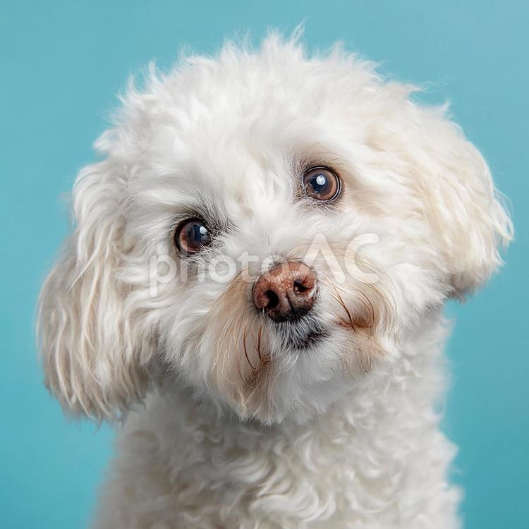 優しげな表情のペットの犬 犬,子犬,小型犬の写真素材