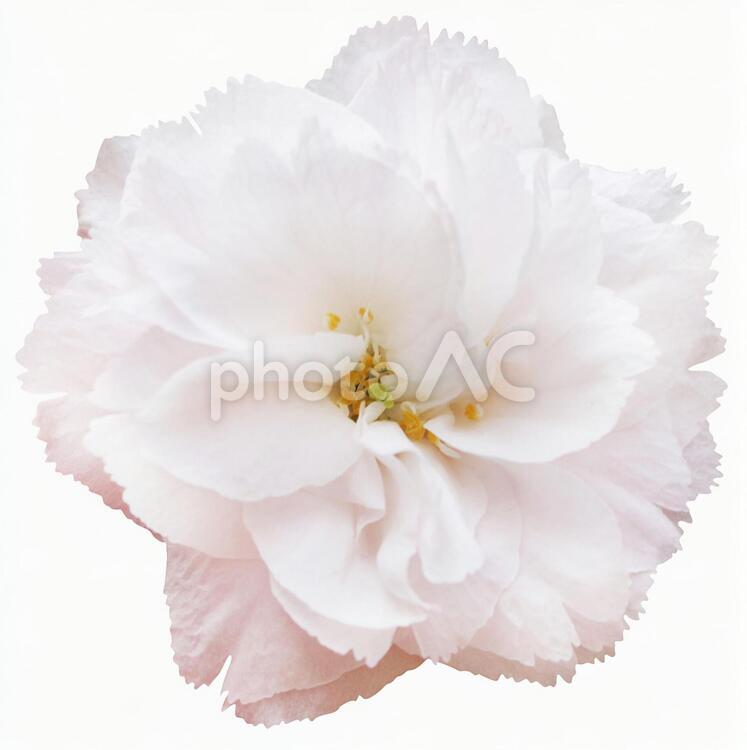 切り抜き素材　桜91 桜,白,カワイイの写真素材