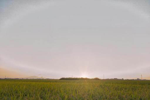 夕陽に輝く、優しい光の輪 夕陽に輝く、優しい光の輪 稲穂,稲,田んぼの写真素材