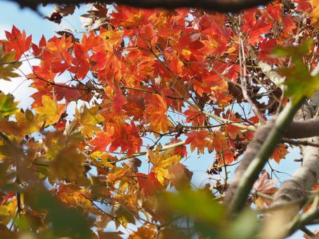 紅葉 紅葉の写真