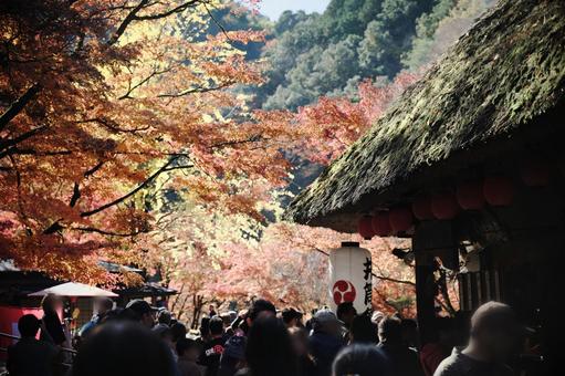 香嵐渓の紅葉 香嵐渓の紅葉の写真