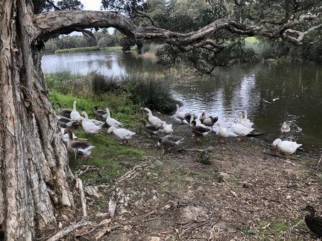 オーストラリア オーストラリアの写真