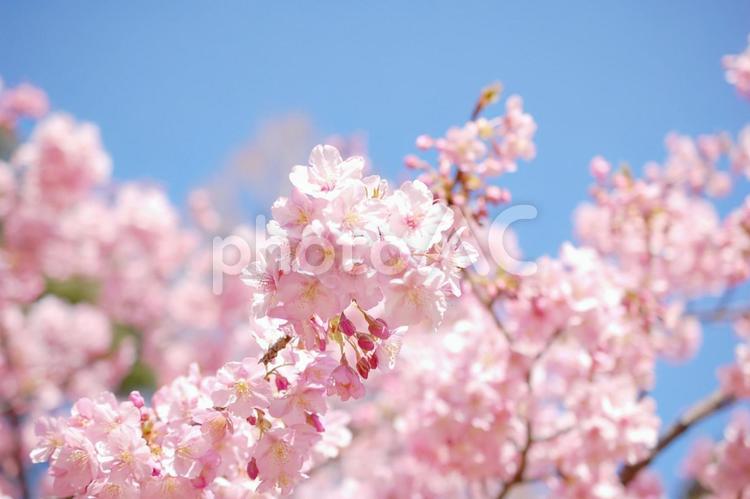 満開の桜と青空 桜,春,さくらの写真素材
