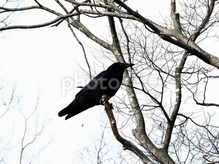 枝の先端につかまるカラス 鳥,野鳥,カラスの写真素材