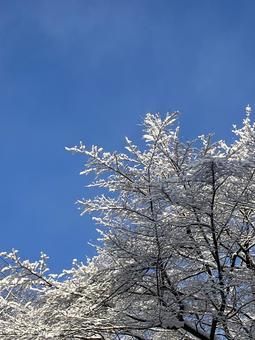 青空と雪の積もった木 青空と雪の積もった木の写真