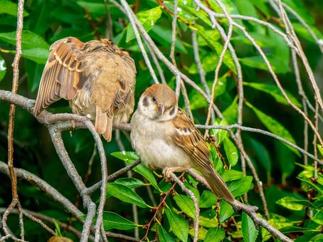 枝にとまるスズメ 枝にとまるスズメ スズメ,雀,鳥の写真素材