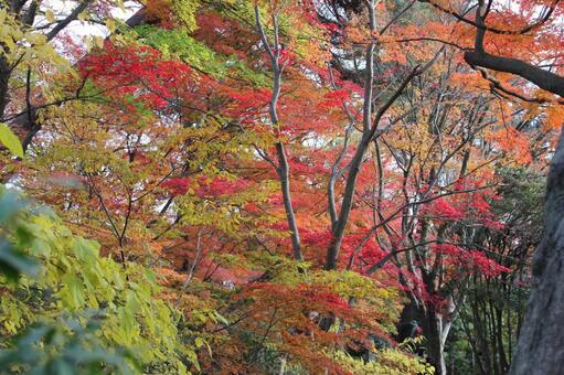 紅葉25 自然,もみじ,秋の写真素材