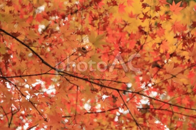 紅葉 抽象,キャンバス,パターンの写真素材