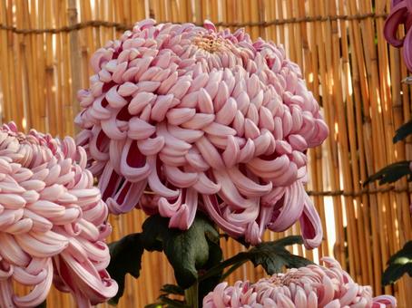 【風景写真】福山菊花展覧会の風景の写真