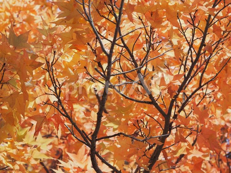 紅葉したカエデの葉っぱの風景 枝,木の枝,枯れ木の写真素材