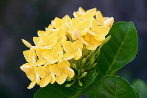 黄色いサンダンカの花 黄色いサンダンカの花 花,自然,植物の写真素材