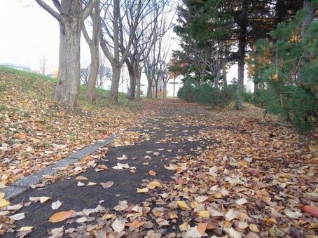 落ち葉の遊歩道 落ち葉,初冬,秋の写真素材