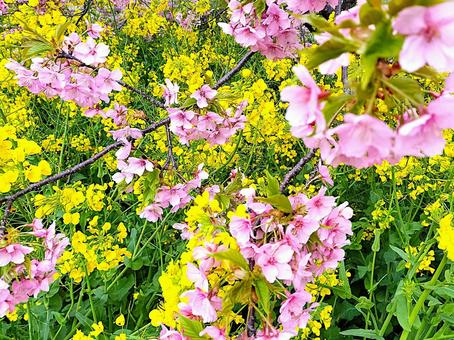 河津桜と菜の花 河津桜と菜の花の写真