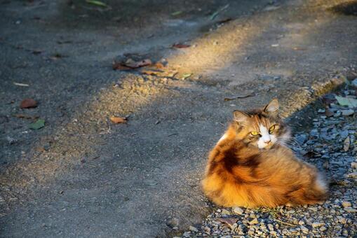 振り向く猫 振り向く猫の写真