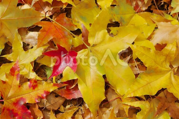 モミジバフウの落ち葉 紅葉,黄葉,秋の写真素材
