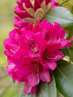 Rhododendron ⑾, JPG Rhododendron ⑾, JPG