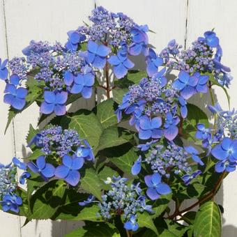 Mountain Hydrangea Aihime Flower, JPG