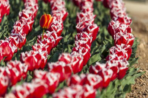 Tulip 30 (Tahara City), JPG