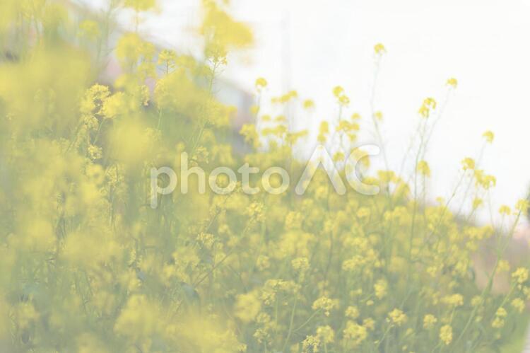 電車と菜の花の風景　白 4月,flower,きれいの写真素材