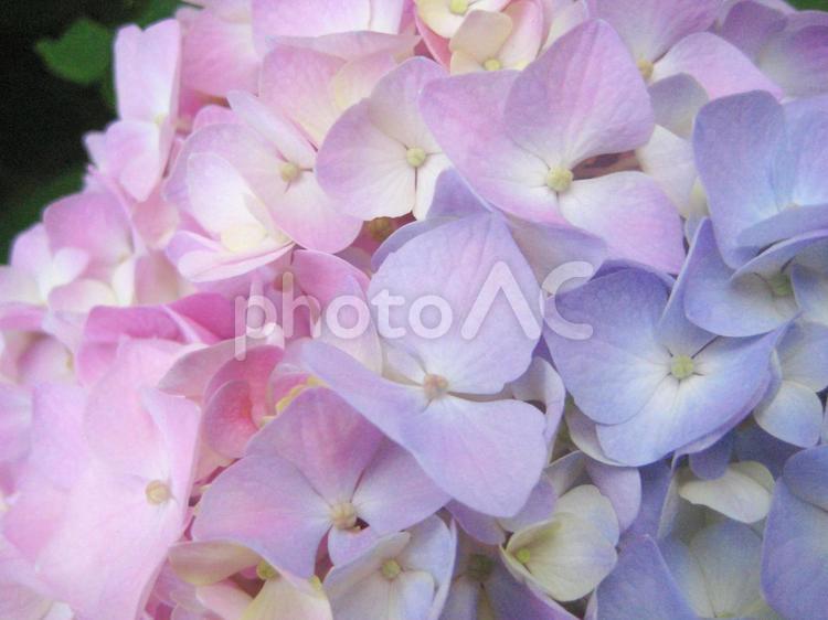 グラデーションが美しいあじさい あじさい,紫陽花,ピンクの写真素材