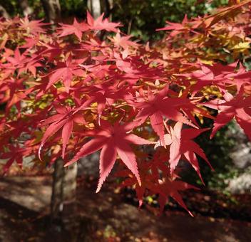 もみじ 秋,風景,紅葉もみじの写真素材
