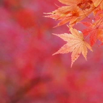 紅葉 紅葉の写真