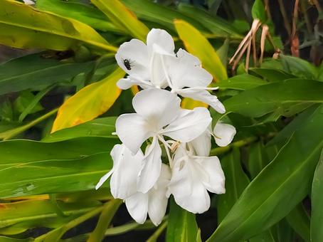 美しく上品なジンジャーリリー ジンジャーリリー,ハナシュクシャ,花縮紗の写真素材