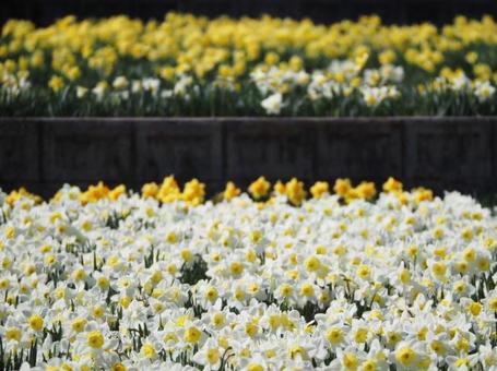 黄色と白の花畑 黄色と白の花畑の写真
