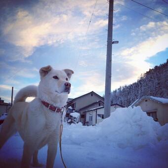 冬の日 冬の日の写真